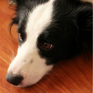 如果把小兰的衣服扔掉图片
